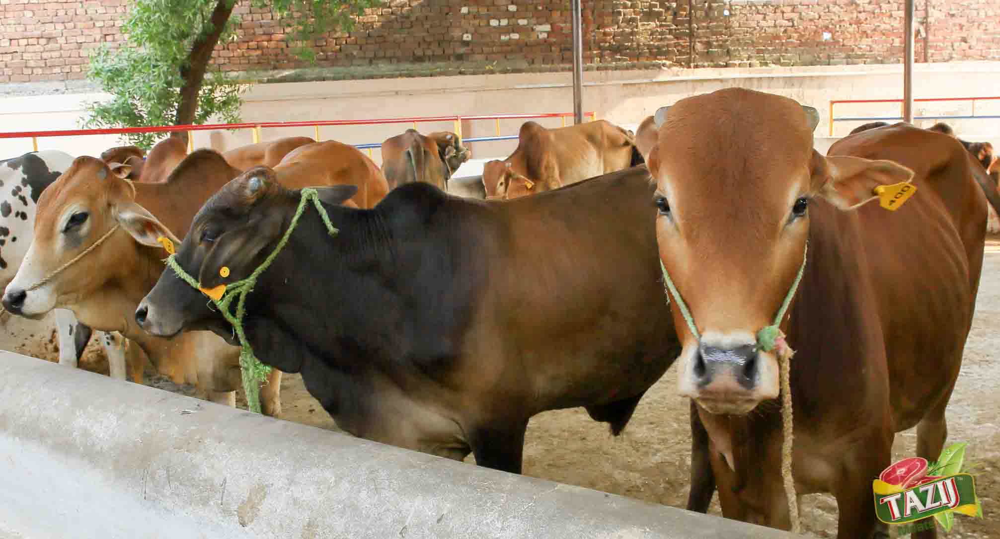 Livestock Holding Pens & Shaded Lairage